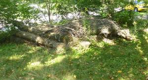 lot 266 image: Pile of logs for firewood