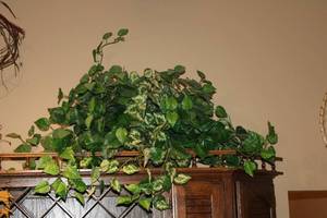 lot 58 image: Decorative Lot Artificial Plants, Wicker Basket, and Birdhouse Decor