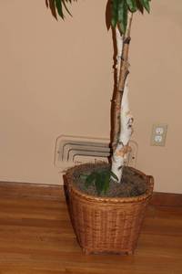lot 63 image: Artificial Tree in Wicker Basket Planter