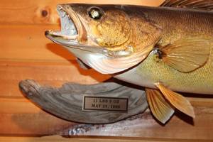 lot 136 image: Mounted Fish Replica on Wooden Plaque - 11 lbs 5 oz