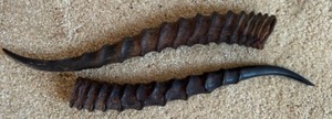 lot 19 image: Authentic Antelope Horns for Table Top Decoration