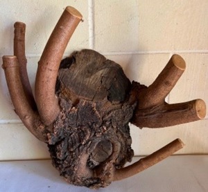 lot 163 image: Unique Handmade BURL WOOD Large Knot Coat Hanger Cabin Wall Decor