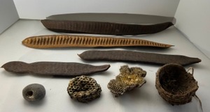 lot 229 image: Naturalist Collection Acacia Bean Pods, Wasp Honeycomb Hexagons, An Ancient Firestarting Flint Stone & a Birds Mud Nest