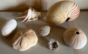 lot 149 image: Vintage Lot of SEASHELLS including a Nautical Shell, Sea Biscuit, Geode, Coral and More - Qty 7
