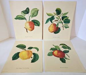 lot 168 image: Set of 4 Vintage PENN Unframed Fruit Prints 