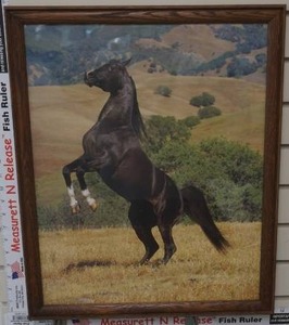 lot 247 image: Black Stallion picture