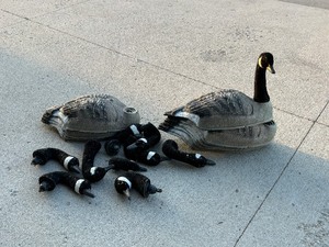 Duck Decoys