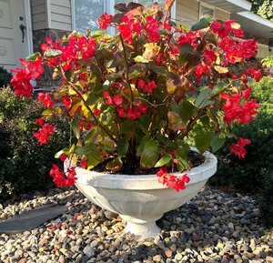 lot 20 image: Cement Planter
