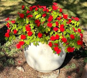 lot 17 image: Pretty Planter