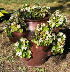 lot 12 image: Multi Level Planter