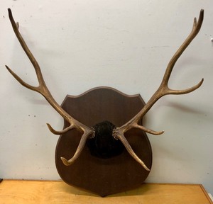 lot 293 image: Large Genuine Elk Antler Wall Mount