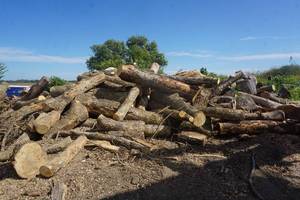Lot of Mixed Species Fire Wood