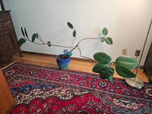 lot 225 image: Orphan Rubber Tree Houseplant