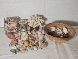 lot 147 image: Amazing Seashell Collection