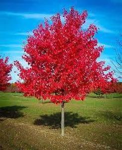 Autumn Blaze Maple