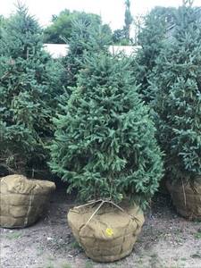 Black Hills Spruce