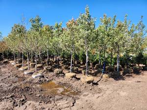 Autumn Blaze Maple - 2.5 Diameter
