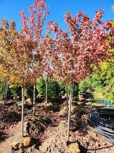 Burgundy Bell Maple Tree