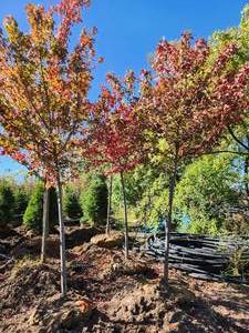 Northwoods Maple