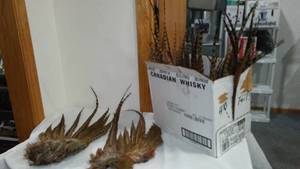 Pheasant Tails (25).