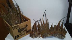 Pheasant Tails (Approx. 25)