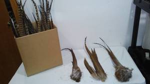 Pheasant Tails (Approx. 25)
