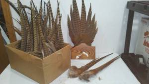 Pheasant Tails (Approx. 25)