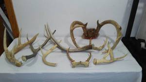 Antler Sheds (11)