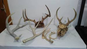 Antler Sheds (9)