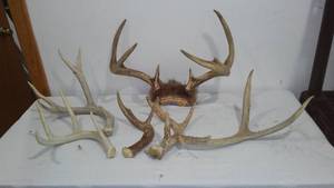 Antler Sheds (7)