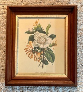 lot 123 image: Vintage Framed Camilia, Chevre-feuille French Botanical Print