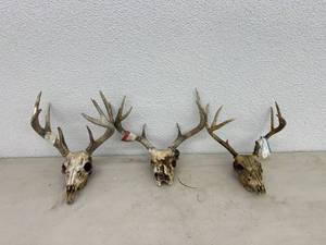 Antlers