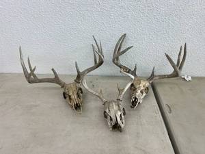 Antlers