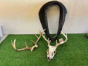 Antlers & Horse Collar