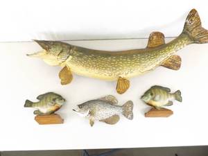 4 CLEAN Taxidermy Minnesota Lake Fish