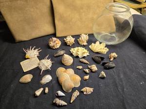 lot 76 image: Beautiful Shell Collection & Glass Fish Bowl Container