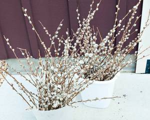 lot 29 image: Dried Pussy Willows