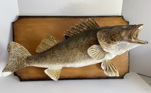 lot 142 image: Mounted Taxidermy Walleye