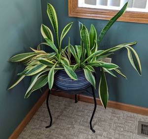 lot 19 image: Potted Snake Plant and Stand