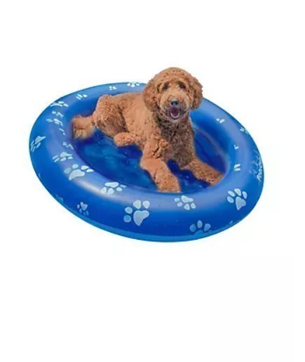 lot 447 image: NEW PoolCandy Inflatable Pet Float - Large Dog