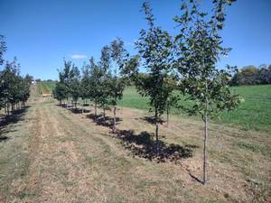 (14) Red Oak Trees, (Row 1) State I...