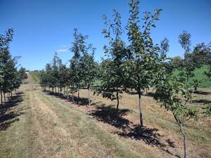 (18) Red Oak Trees, (Row 2) State I...