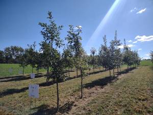 (19) Red Oak Trees, (Row 3) State I...