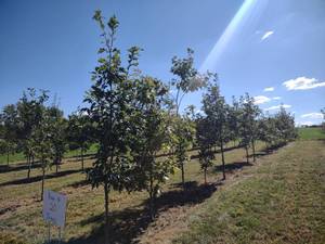 (20) Red Oak Trees, (Row 4) State I...