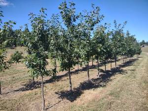 (20) Red Oak Trees, (Row 5) State I...