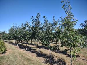 (26) Red Oak Trees, (Row 6) State I...