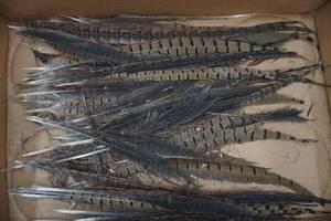 lot 112 image: Pheasant feather lot for crafting, at least 30