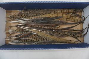 lot 113 image: Pheasant feather lot for crafting, at least 30