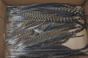 lot 124 image: Pheasant feather lot
