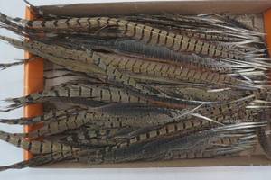 lot 125 image: Pheasant feather lot
